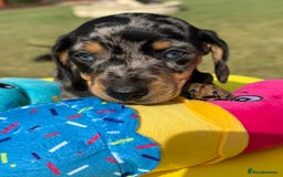 Miniature Dachshund dogs for sale: Miniature daschund puppies - Image 9