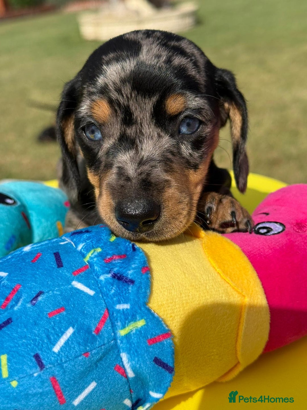 Miniature Dachshund dogs for sale: Miniature daschund puppies - Image 9