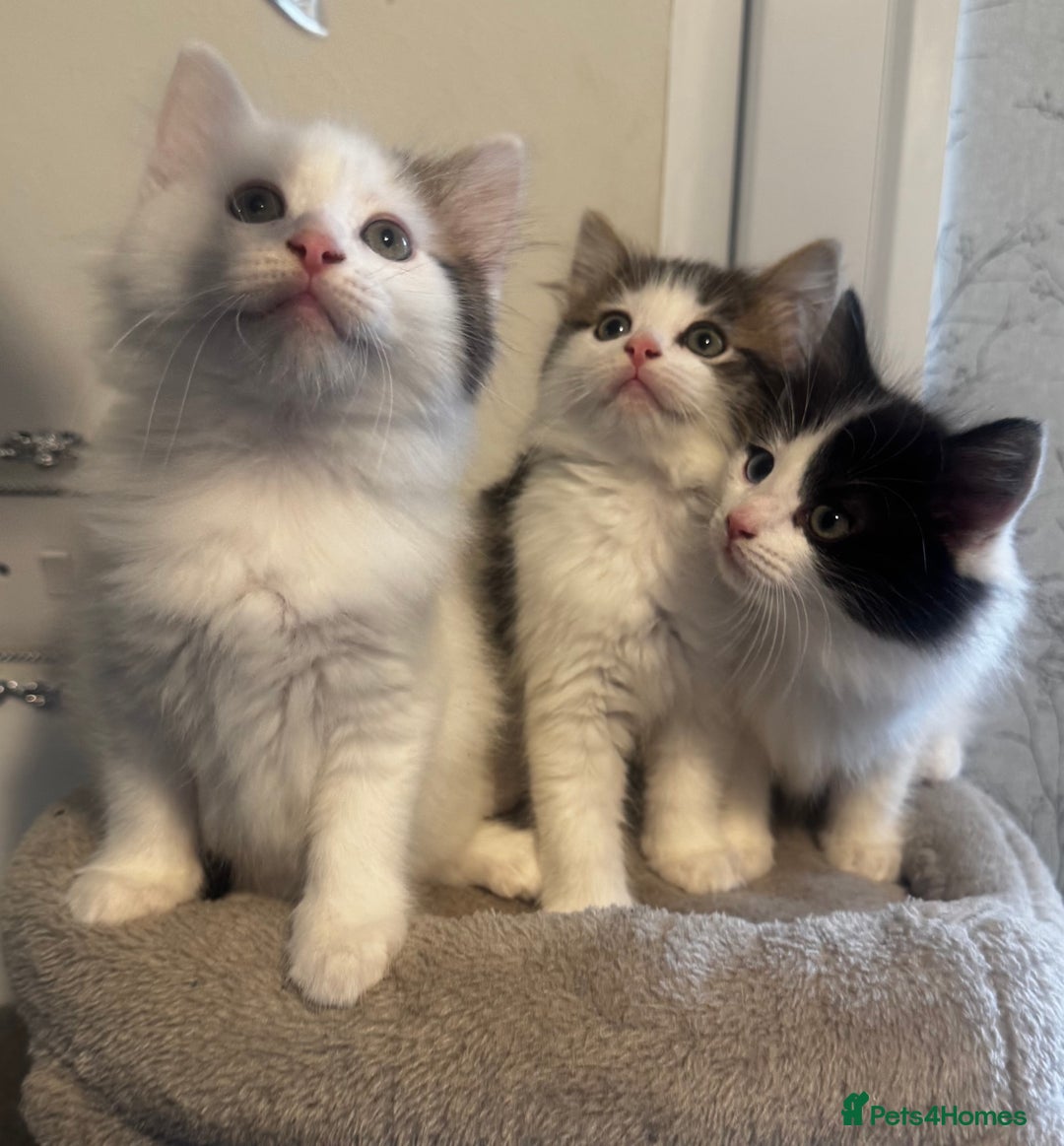 Ragdoll cats for sale: Beautiful Ragdoll Kittens  - Image 2
