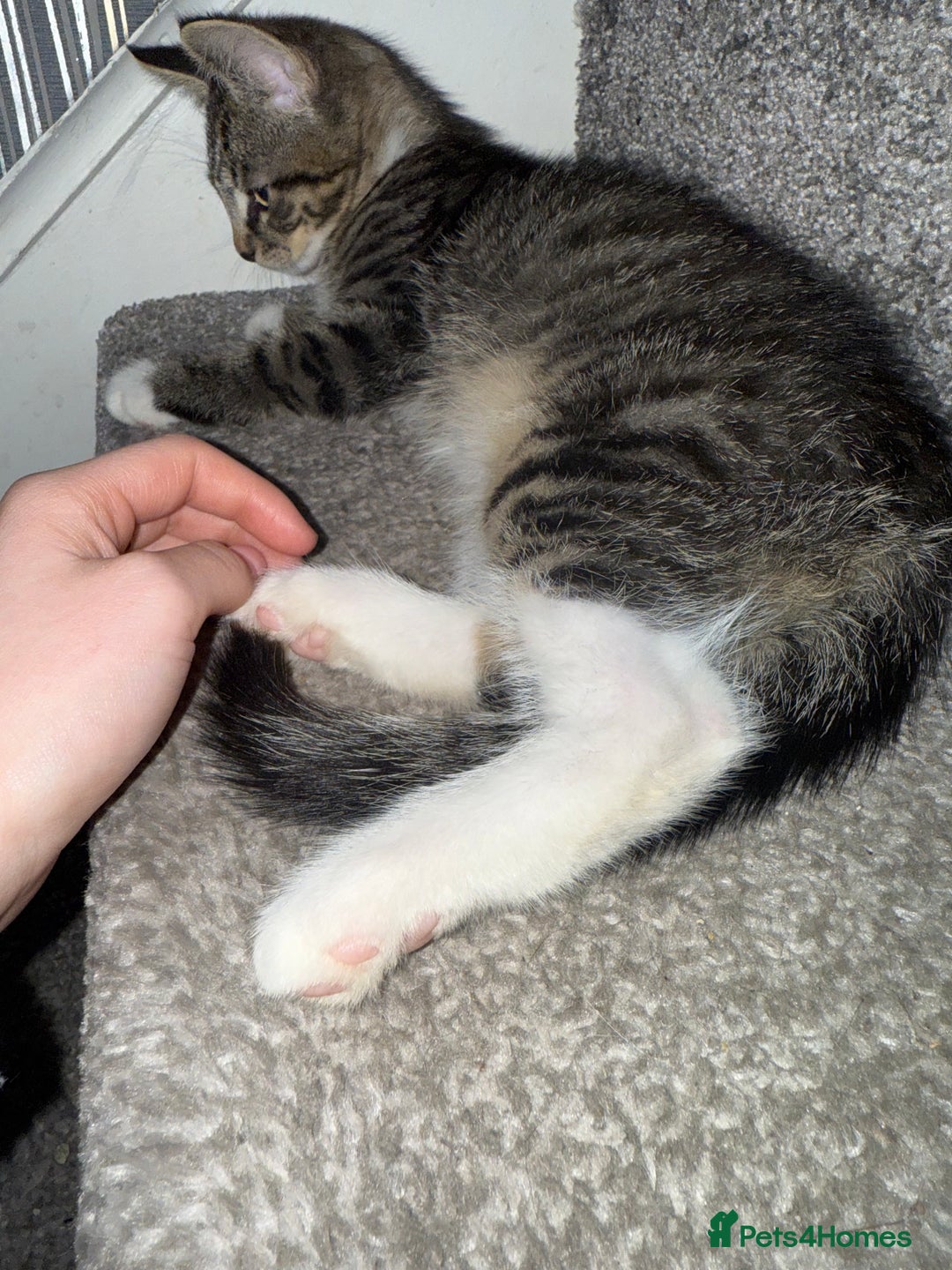 Maine Coon cats for sale: Maine coon x British shorthair kittens  - Image 8