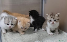 British Shorthair cats for sale: Beautiful unusual British shorthair kittens - Image 6