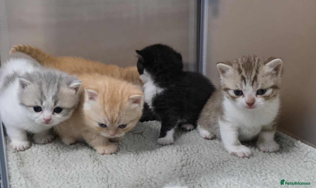 British Shorthair cats for sale: Beautiful unusual British shorthair kittens - Image 6