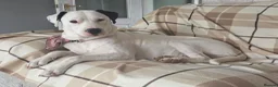 Mixed Breed dogs for sale: This is lucy in Grimsby - Advert 2