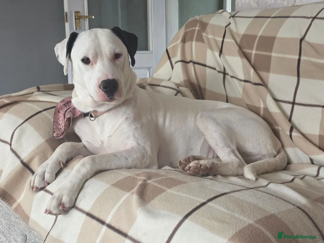 Mixed Breed dogs for sale: This is lucy in Grimsby - Advert 2
