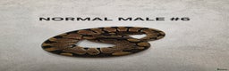 Python Snake reptiles for sale: Juvenile royal pythons ready to go  - Advert 5