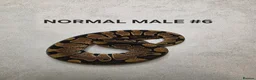 Python Snake reptiles for sale: Juvenile royal pythons ready to go  - Advert 6