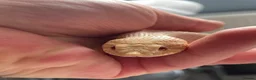 Snake reptiles for sale: Albino Hognose Snake - Advert 7