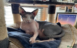 Sphynx cats for sale: 7 year old sphynx female to be rehomed - Image 10