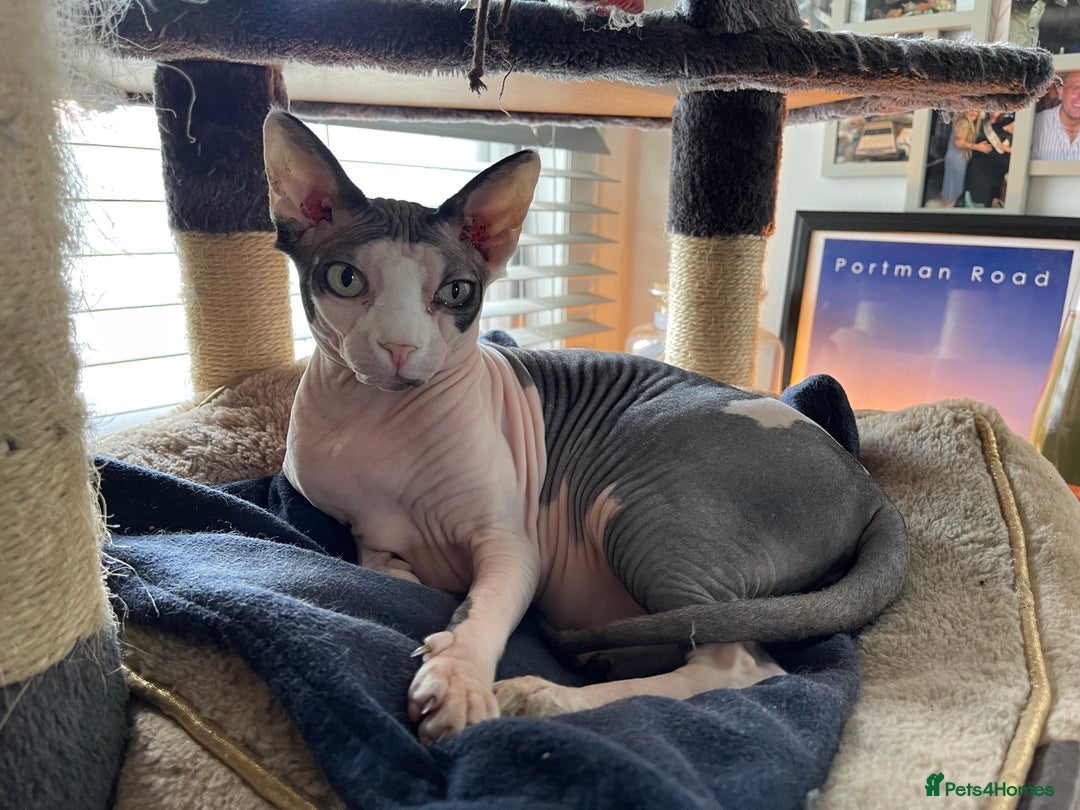 Sphynx cats for sale: 7 year old sphynx female to be rehomed - Image 10