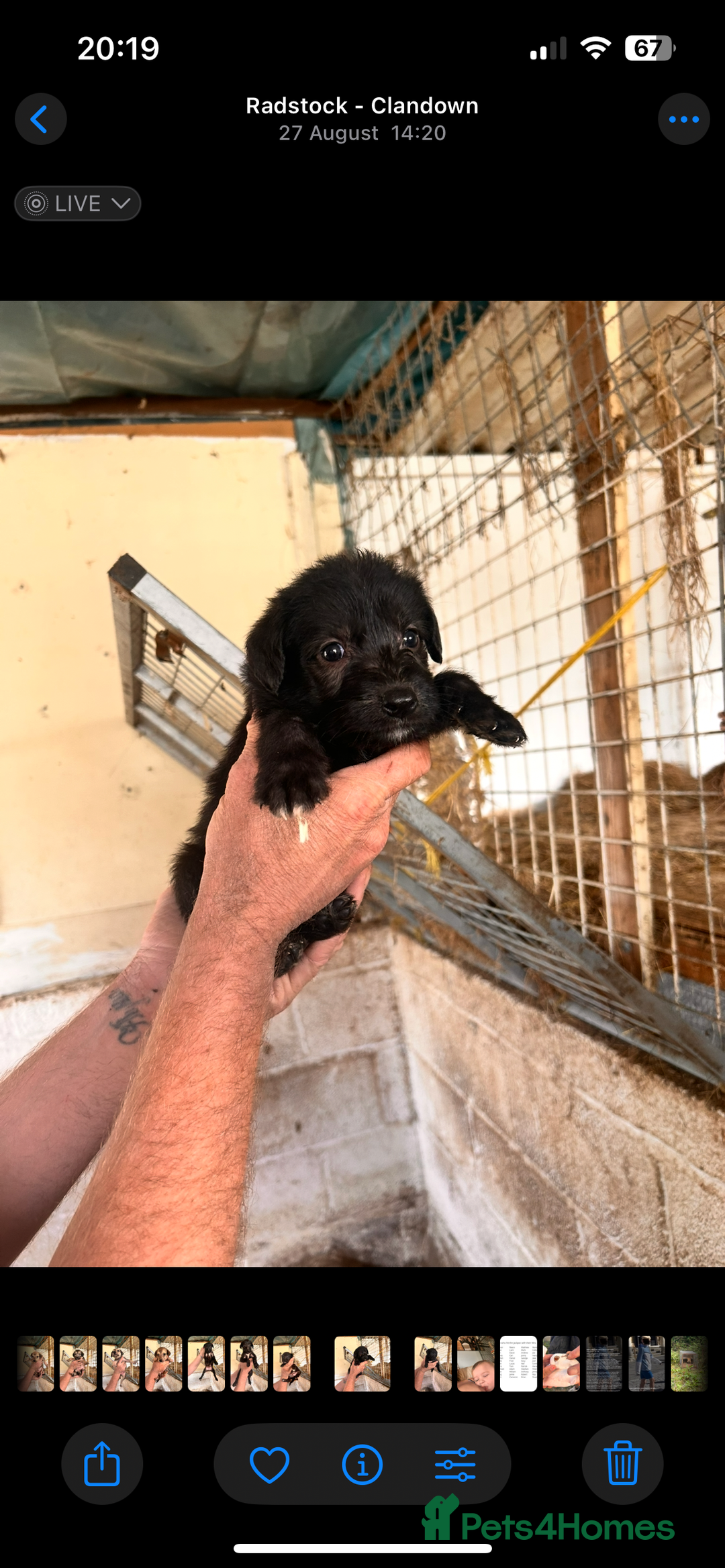 Mixed Breed dogs for sale: 10 Bedlington Whippet Puppies - 6 DOGS 4 BITCHES - Image 25