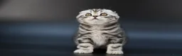 Scottish Fold cats for sale: LICENSED CATTERY, PURE BREED TOP QUALITY KITTENS - Advert 18