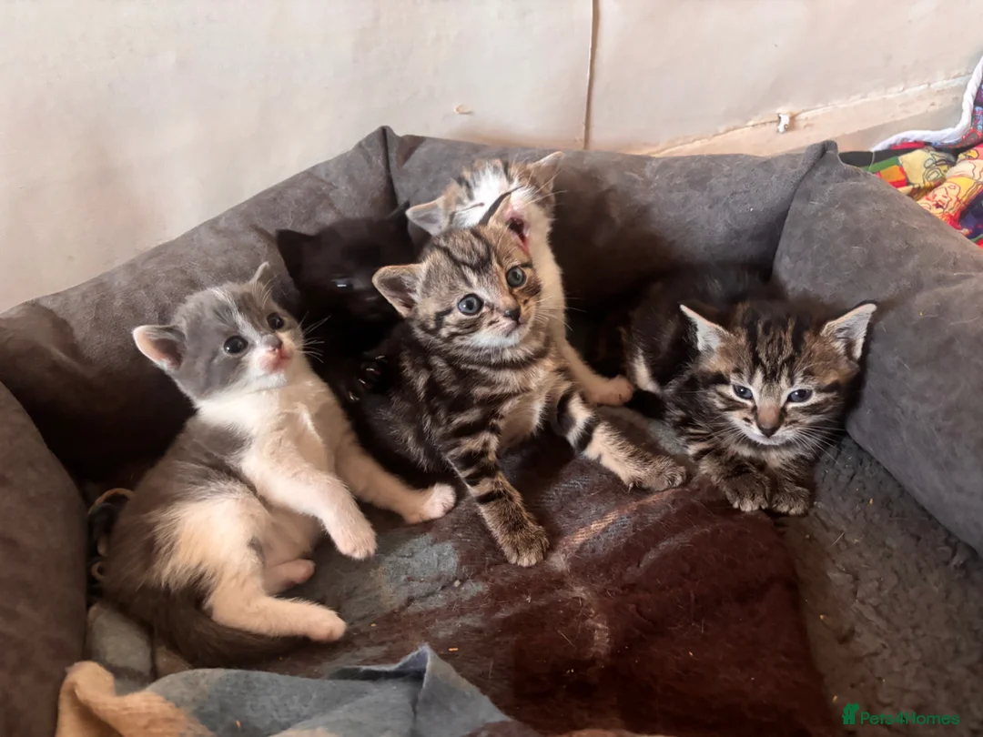 Mixed Breed cats for sale: 5 beautiful kittens  - Advert 1