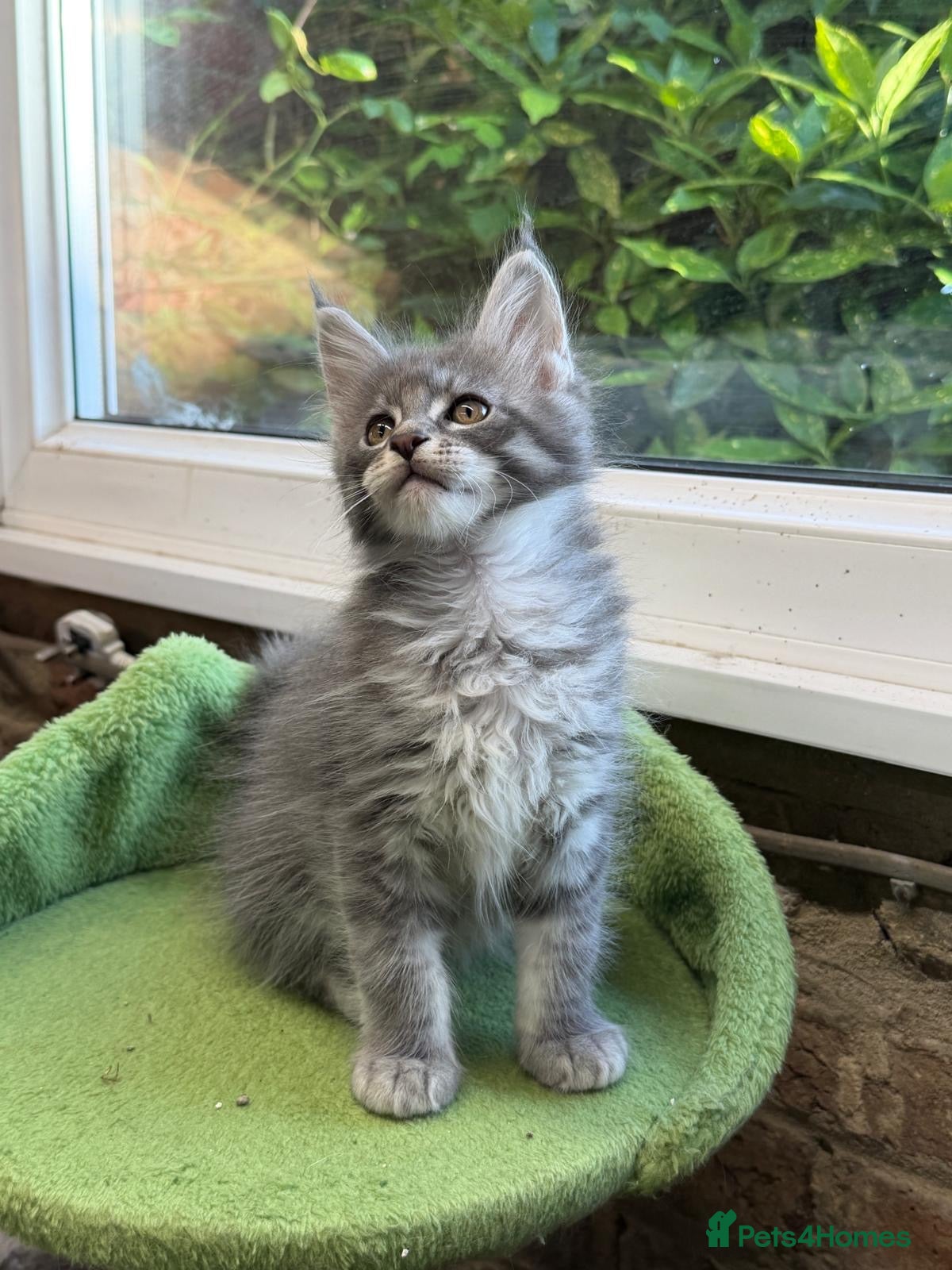 Maine Coon cats Stunning Mainecoon Kittens - Advert 2