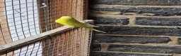 Budgerigars birds for sale: Budgies for sale  - Advert 2