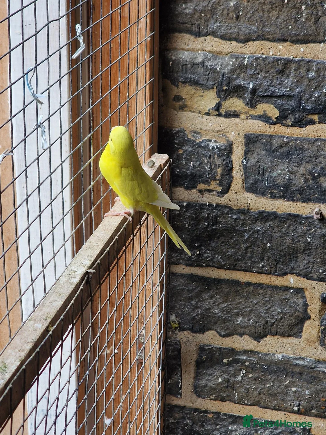 Budgerigars birds for sale: Budgies for sale  - Advert 2
