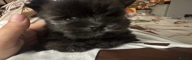 Mixed Breed 2