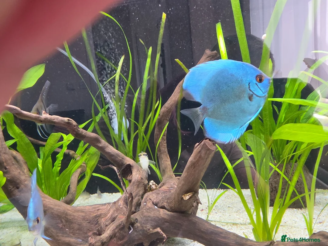 Cichlids fish for sale: Discus - Advert 2