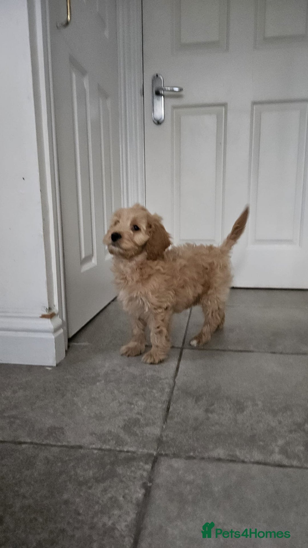 Cockapoo dogs for sale: Cockapoo puppies  - Advert 12