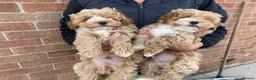 Maltipoo dogs for sale: All puppy’s now sold - Advert 5
