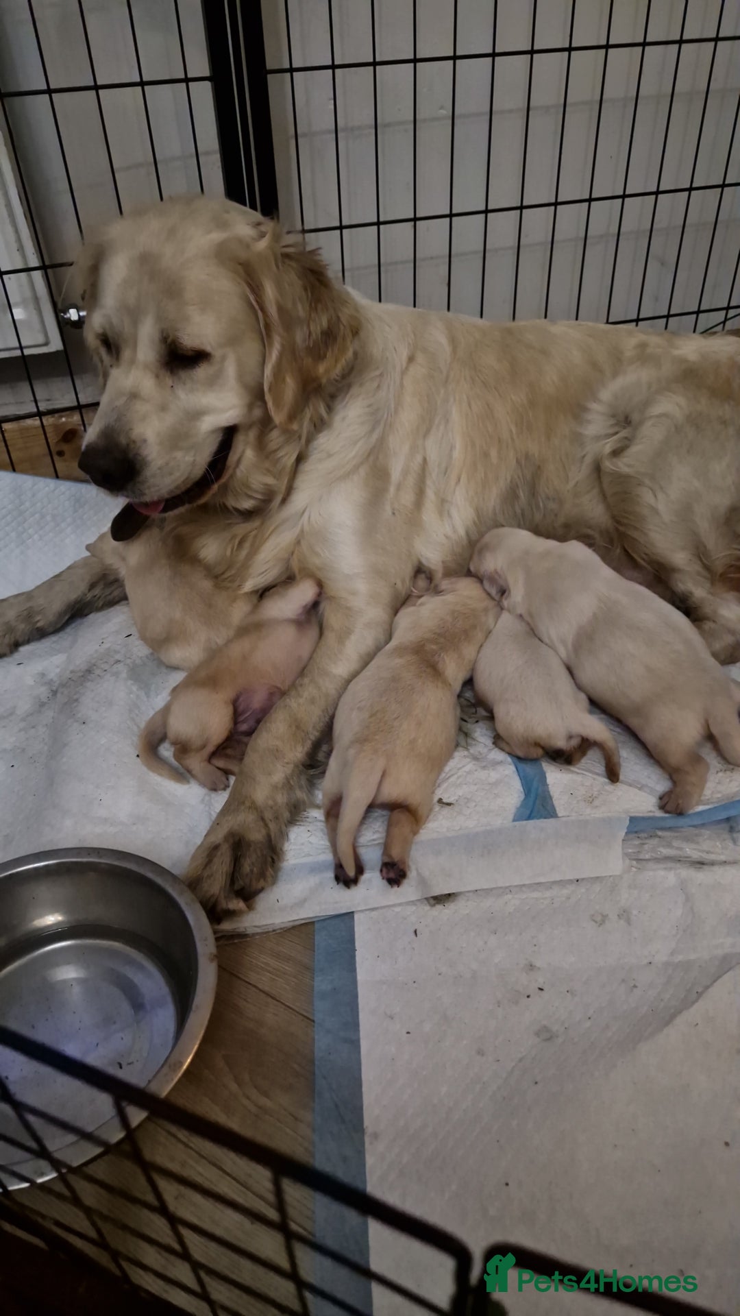 Golden Retriever dogs for sale: Kc Golden retriver,  READY 20. DEC. - Advert 7