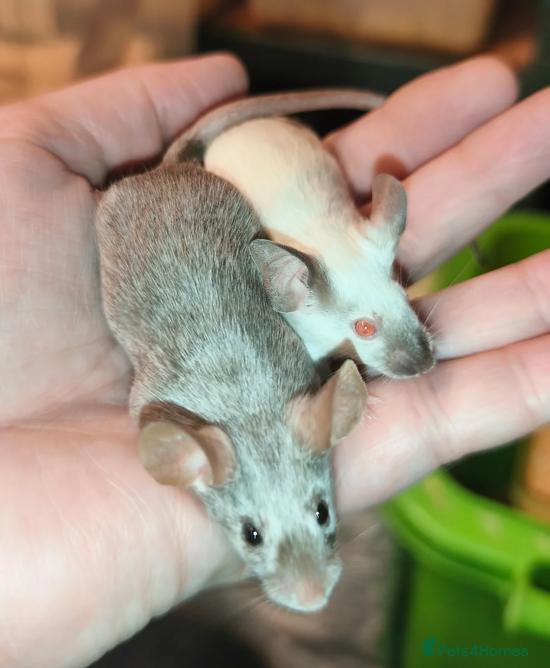 Mouse rodents for sale: Female mice in various colours - Advert 2