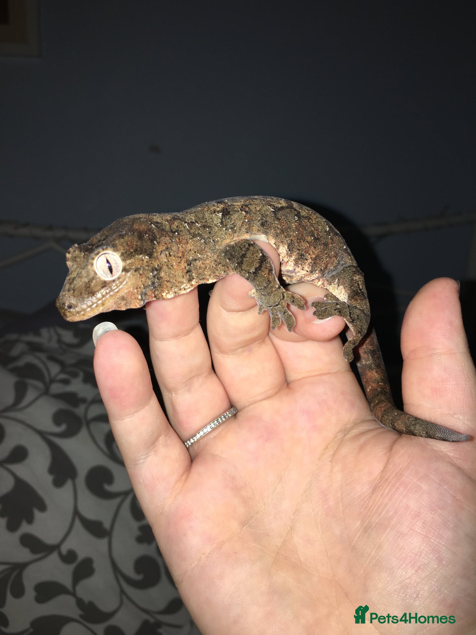 Gecko reptiles Chaos and Crested Gecko - Advert 1