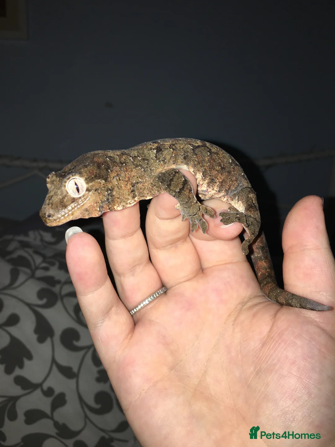 Gecko reptiles for sale: Chaos and Crested Gecko - Advert 1