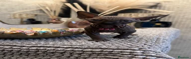 Sphynx 4
