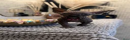 Sphynx cats for sale: 6 beautiful females  in King's Lynn - Advert 20