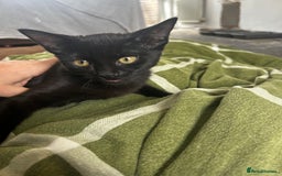Domestic Shorthair cats for sale: Black 🐈‍⬛ Kitten for Sale  - Image 3