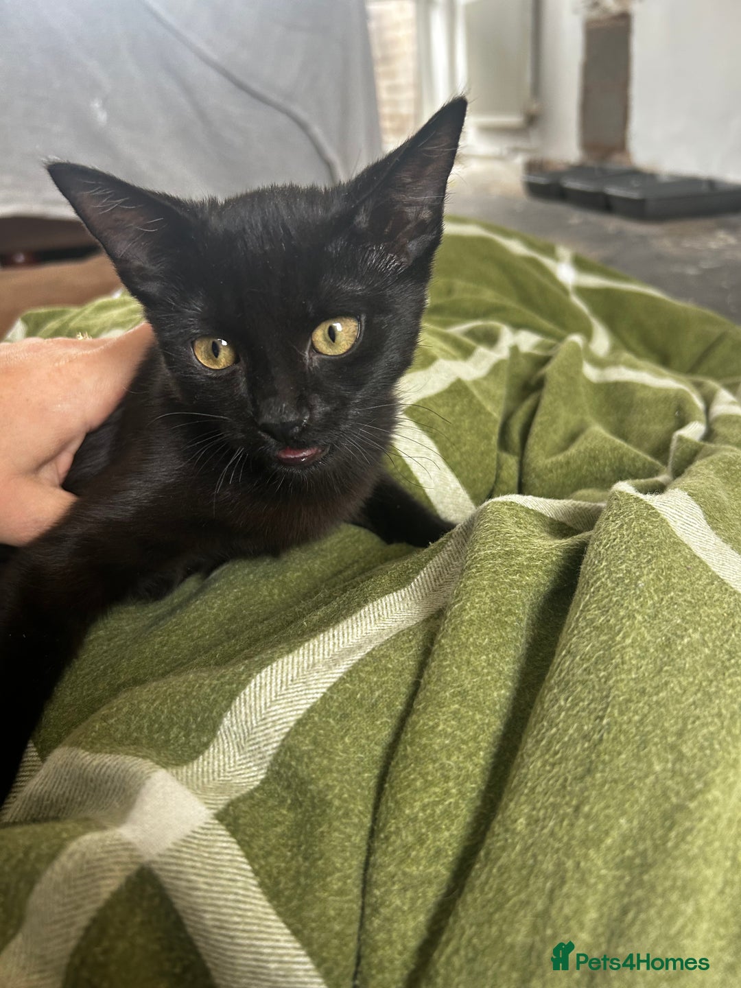 Domestic Shorthair cats for sale: Black 🐈‍⬛ Kitten for Sale  - Image 3