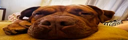 Dogue De Bordeaux dogs for sale: Ada - 5 year old Dogue de Bordeaux  - Advert 3