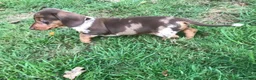 Miniature Dachshund dogs for stud: Stud — Miniature Dachshund in Exeter - Advert 11