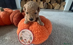 Cavapoo dogs for sale: Beautiful cavapoo puppies 🐾 - Image 3