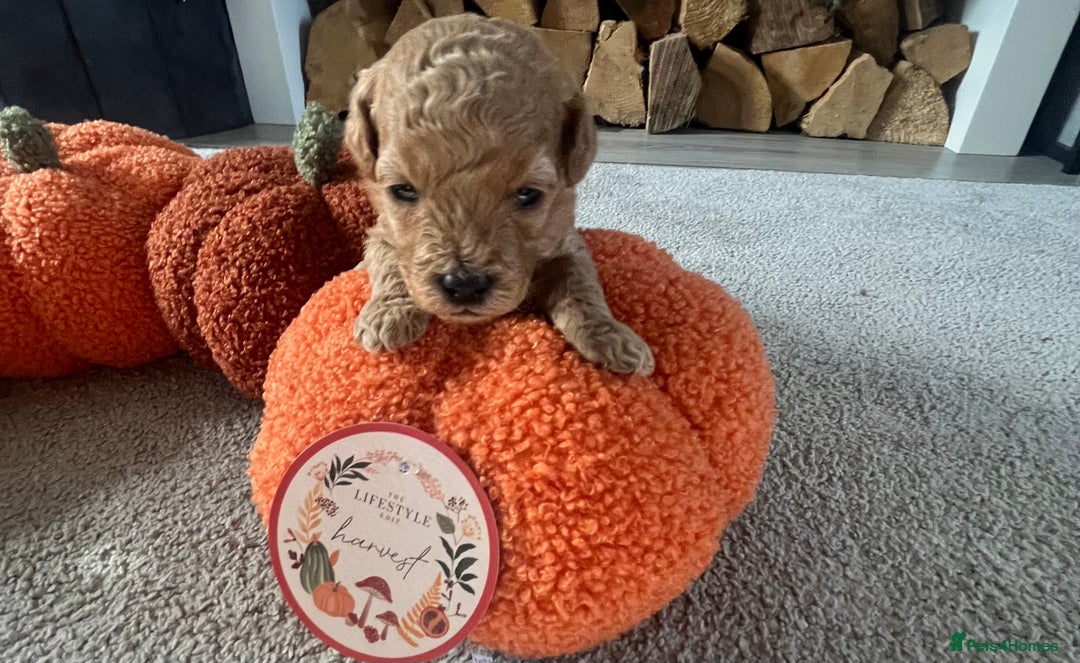 Cavapoo dogs for sale: Beautiful cavapoo puppies 🐾 - Image 3