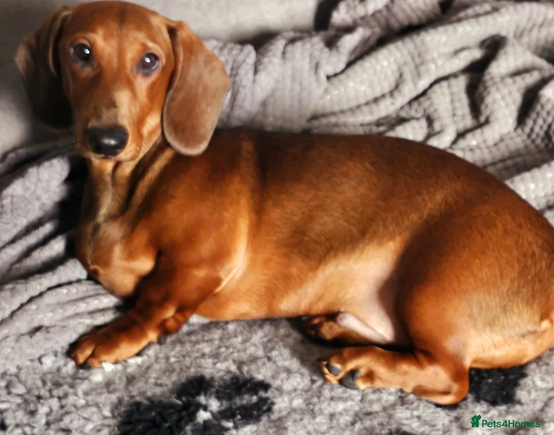 Dachshund dogs for sale: Beautiful show quality standard smooth shaded red - Advert 1