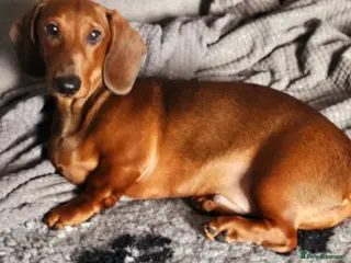 Dachshund dogs Beautiful show quality standard smooth shaded red - Advert 9
