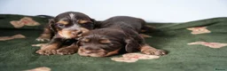Cocker Spaniel dogs for sale: Exceptionally well health tested Kc show cockers - Advert 15