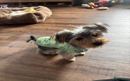 Yorkshire Terrier dogs for sale: Yorkie girl for rehome 🥺 - Image 2
