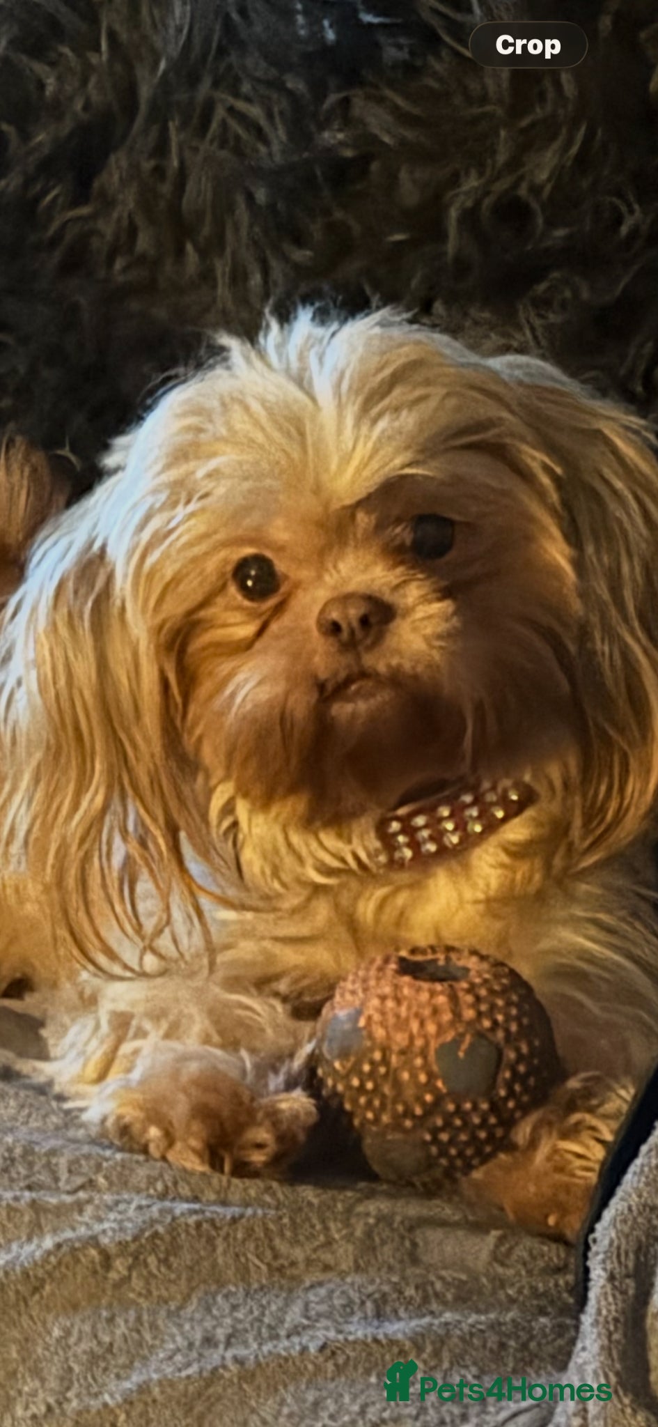 Shih Tzu dogs Imperial shihtzu  - Advert 1