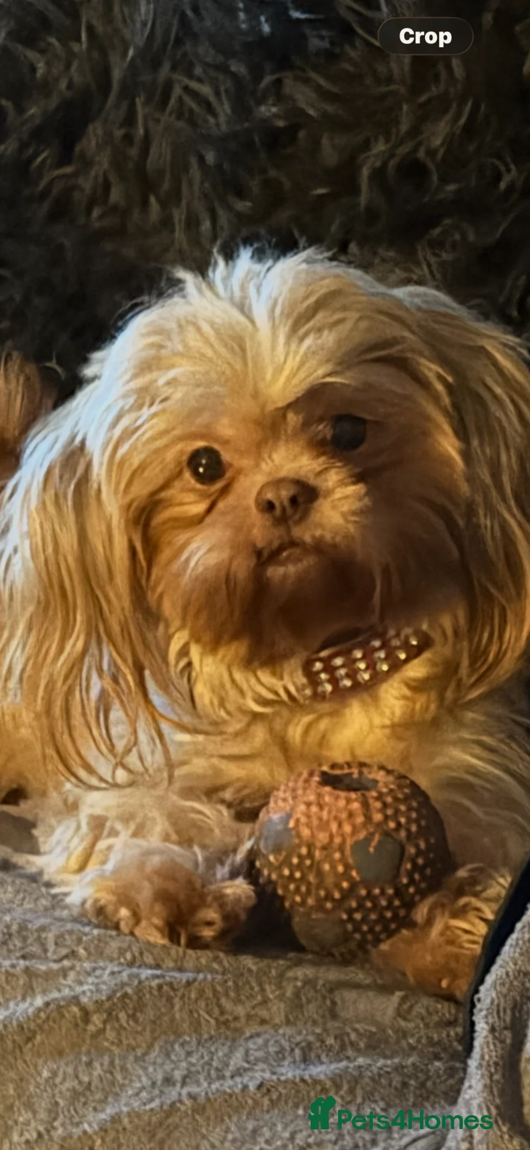 Shih Tzu dogs for sale: Imperial shihtzu  - Advert 1