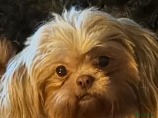 Shih Tzu dogs Imperial shihtzu - Advert 1