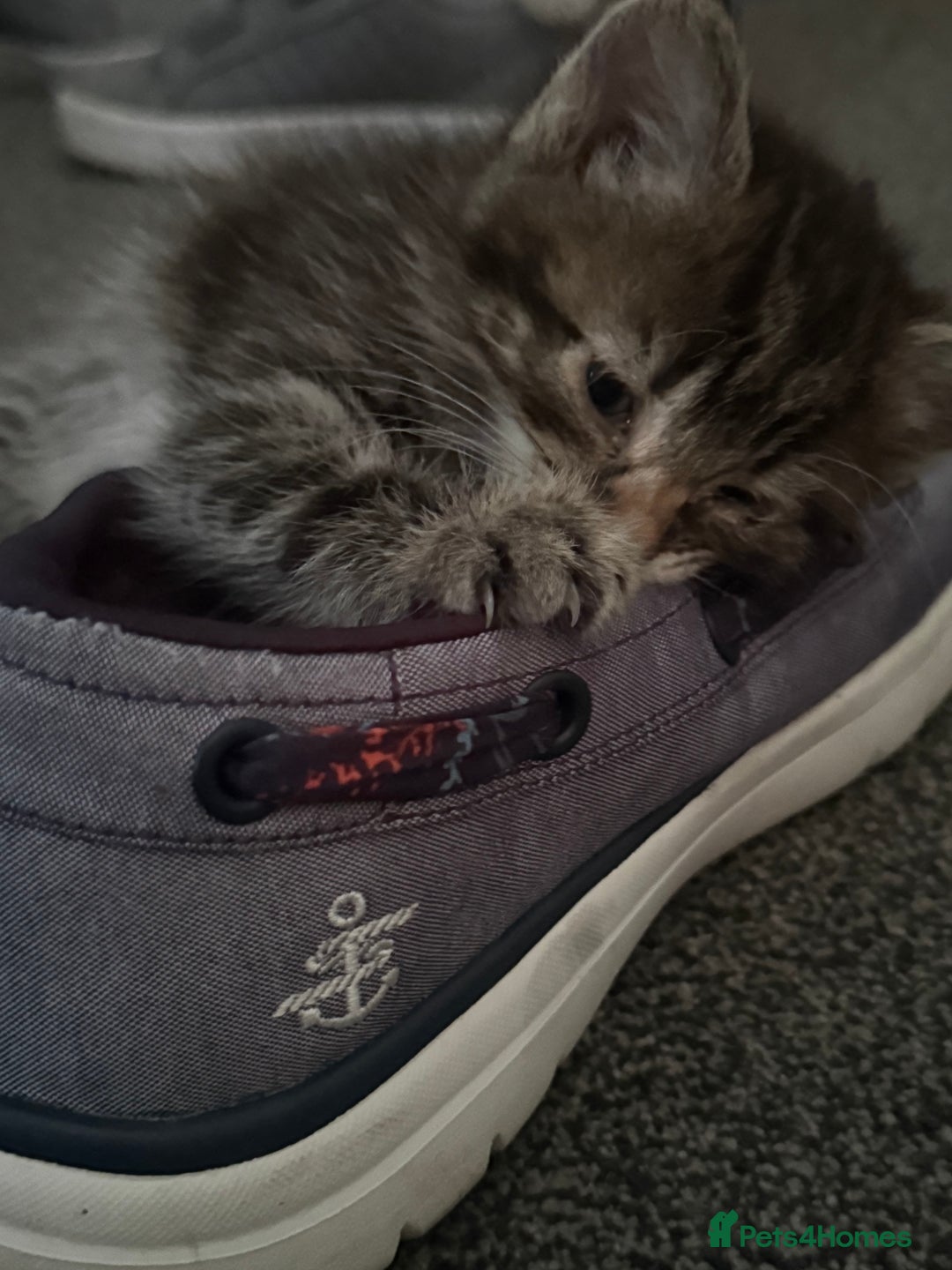 Mixed Breed cats for sale: Beautiful kittens - Image 8