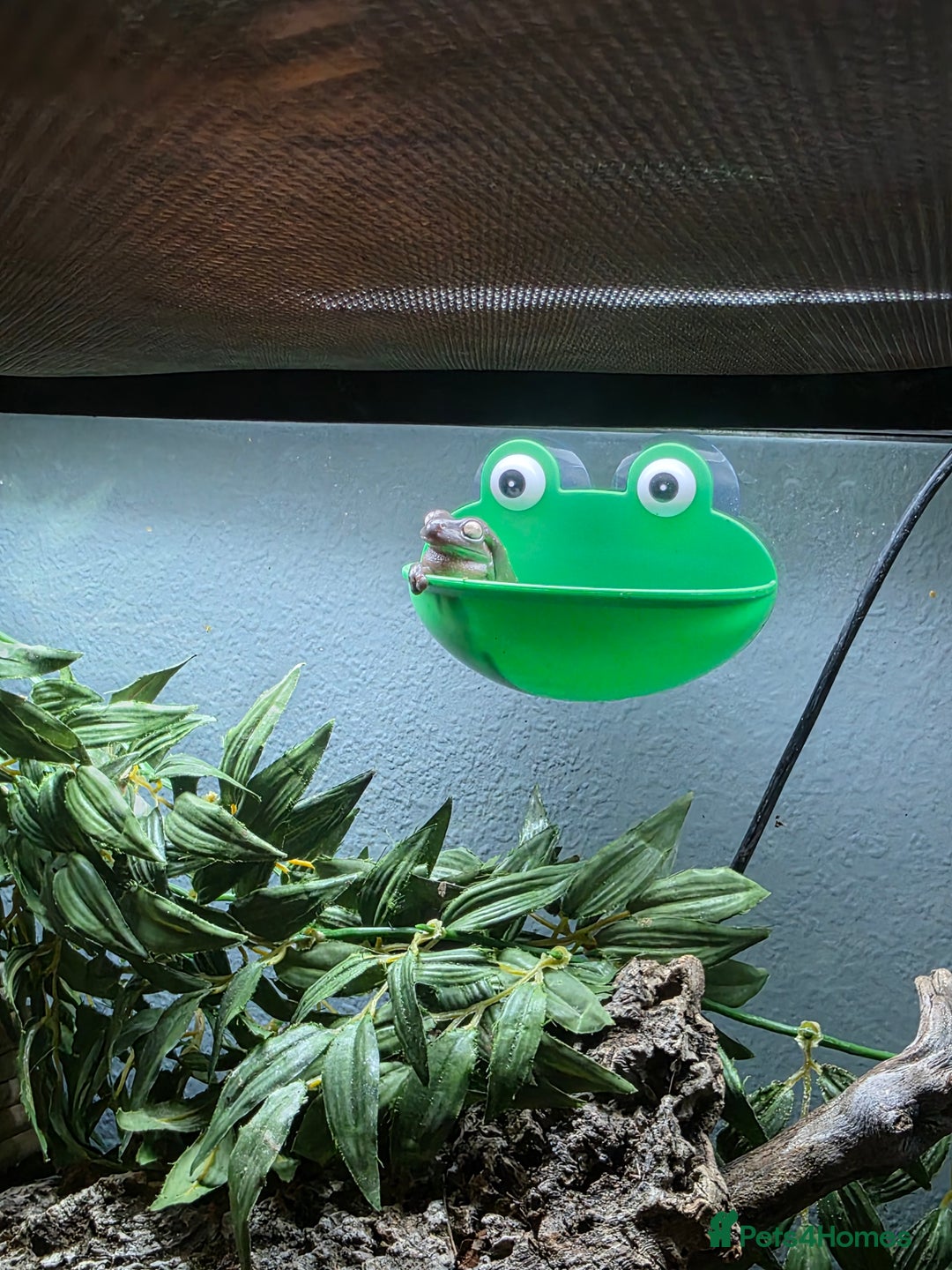 Frog reptiles for sale: 2 Whites Tree Frogs plus full set up - Advert 5