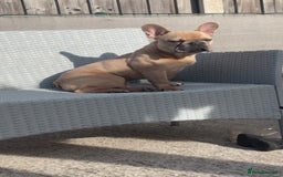 French Bulldog dogs for sale: Fawn French bulldog  - Image 5