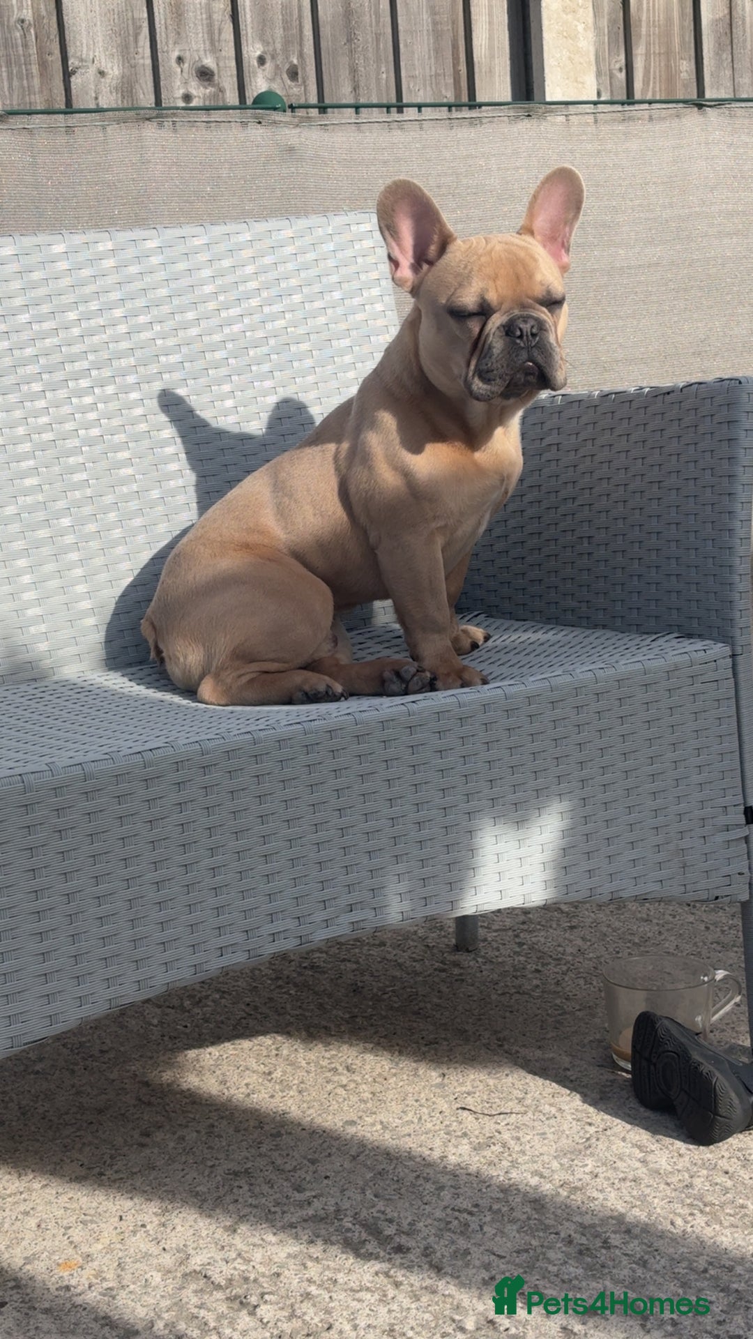 French Bulldog dogs for sale: Fawn French bulldog  - Image 5