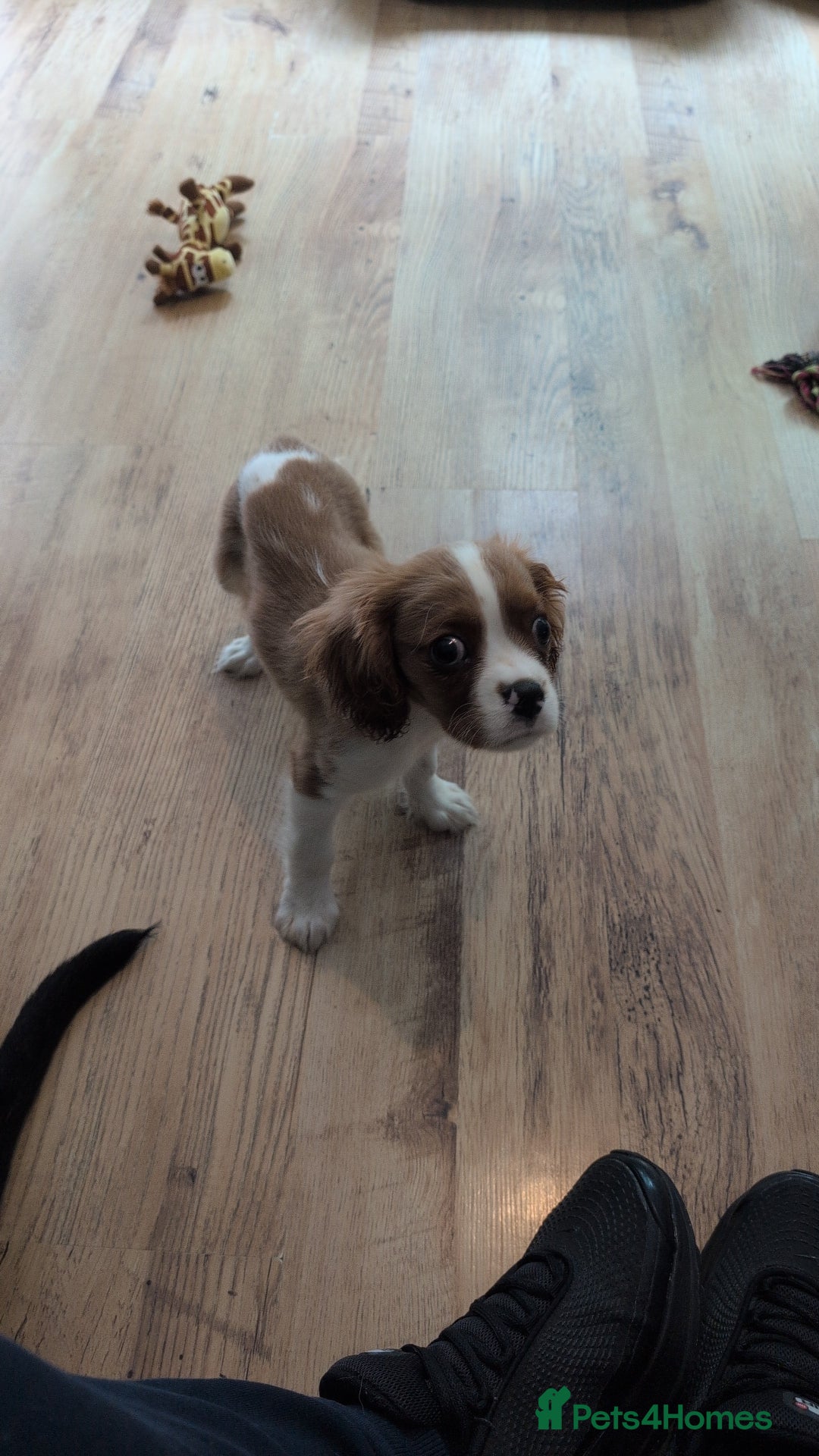 Cavalier King Charles Spaniel dogs for sale: SOLD Fully vaccinated male CKCS puppy  - Image 12