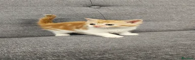Kitten 6