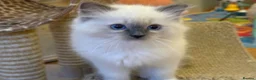 Ragdoll cats for sale: GCCF Registered Ragdoll Kittens - Advert 20