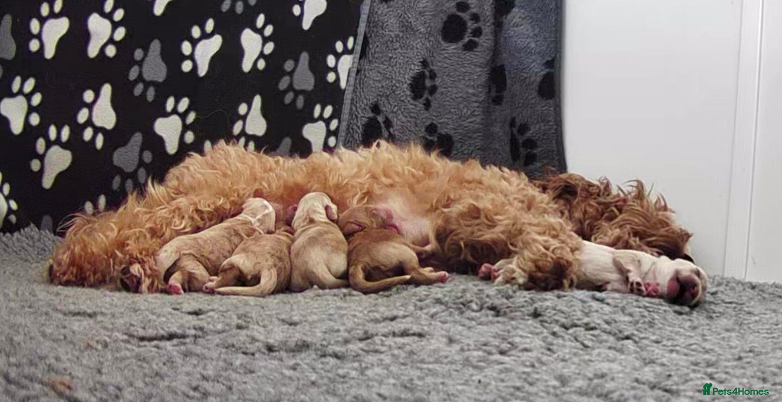 Australian Labradoodle dogs Australian Labradoodles  - Advert 2